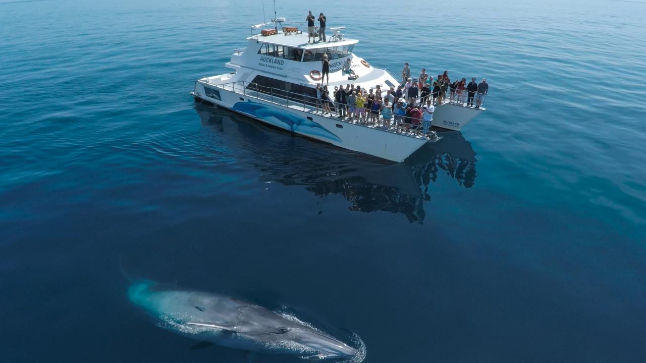 Marine Mammal Eco-Safari - GrabOne December (Mornings Only)